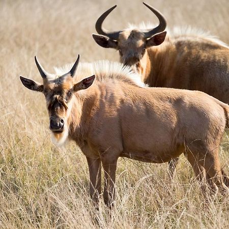 Plettenberg Bay Game Reserve: The Baroness Safari Lodge Εξωτερικό φωτογραφία