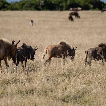 Plettenberg Bay Game Reserve: The Baroness Safari Lodge Εξωτερικό φωτογραφία