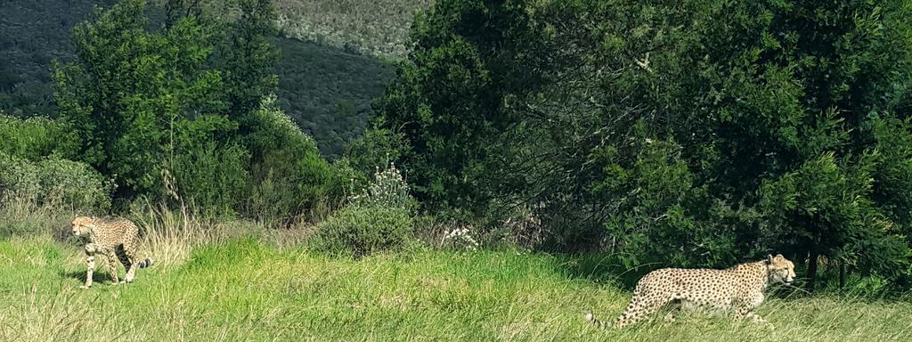 Plettenberg Bay Game Reserve: The Baroness Safari Lodge Εξωτερικό φωτογραφία