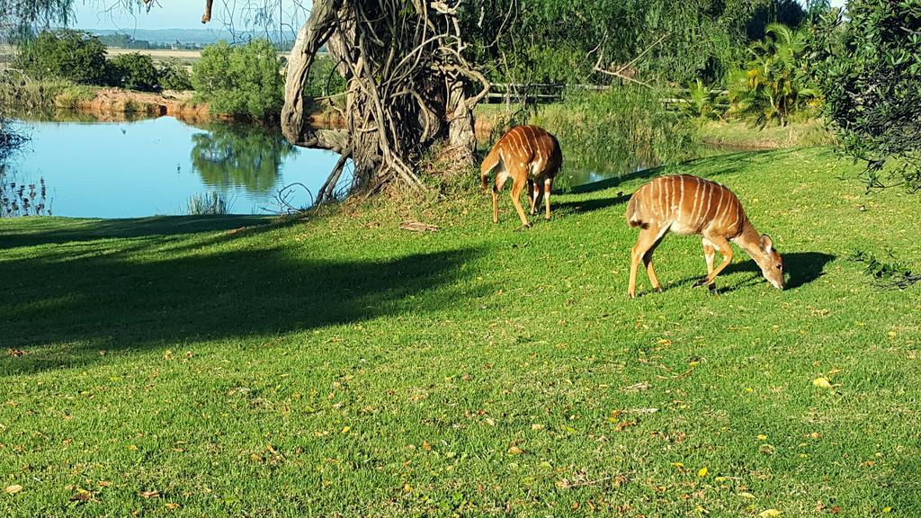 Plettenberg Bay Game Reserve: The Baroness Safari Lodge Εξωτερικό φωτογραφία