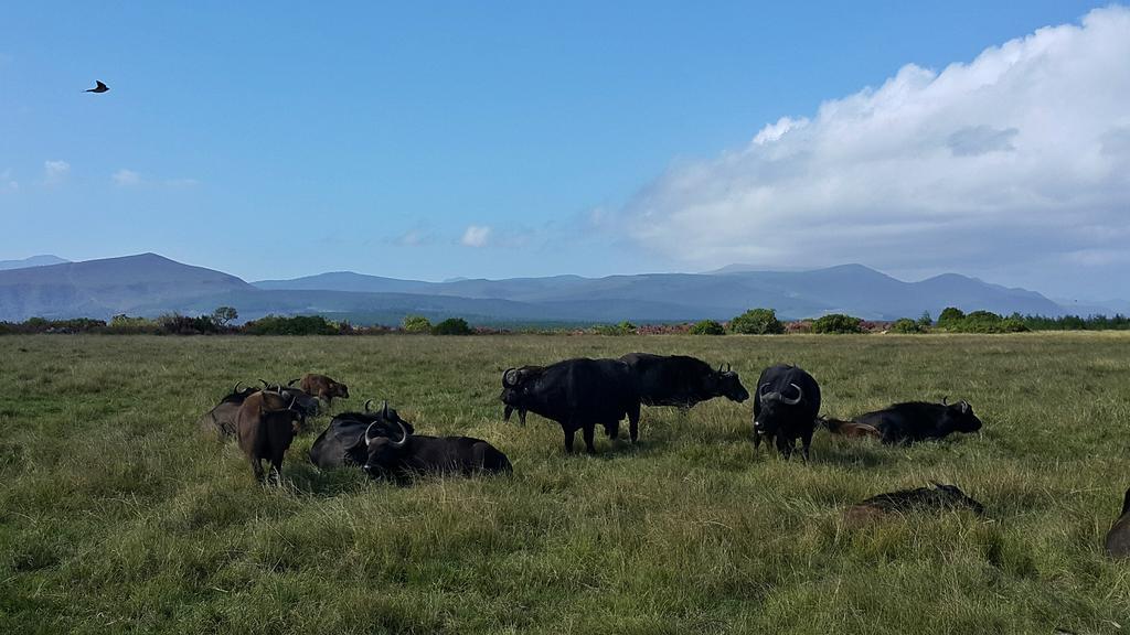 Plettenberg Bay Game Reserve: The Baroness Safari Lodge Εξωτερικό φωτογραφία