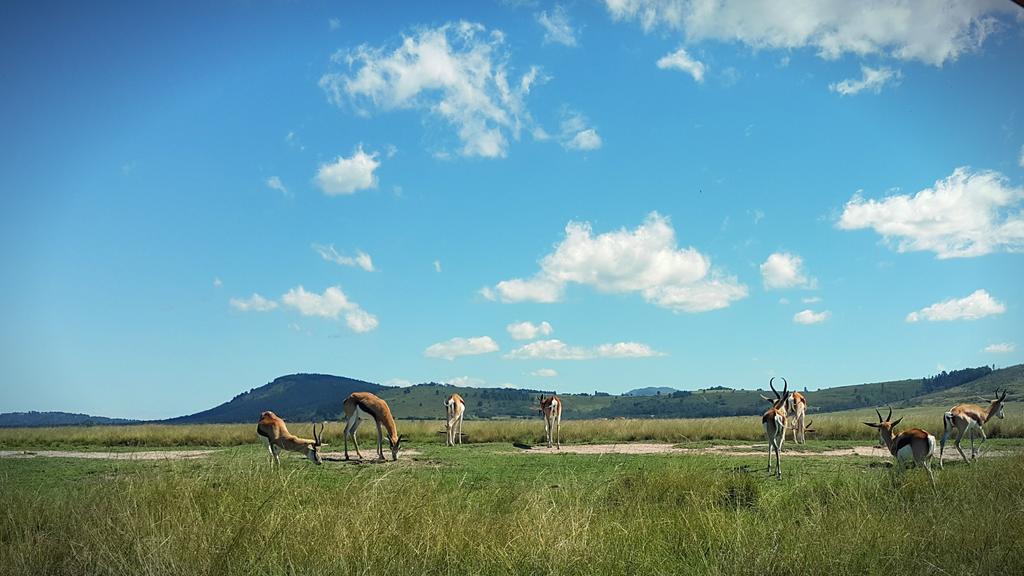 Plettenberg Bay Game Reserve: The Baroness Safari Lodge Εξωτερικό φωτογραφία