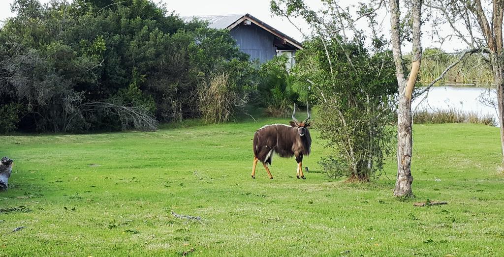 Plettenberg Bay Game Reserve: The Baroness Safari Lodge Εξωτερικό φωτογραφία