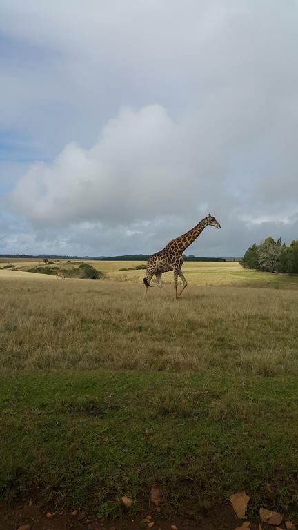 Plettenberg Bay Game Reserve: The Baroness Safari Lodge Εξωτερικό φωτογραφία