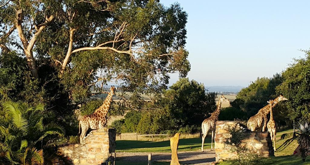 Plettenberg Bay Game Reserve: The Baroness Safari Lodge Εξωτερικό φωτογραφία