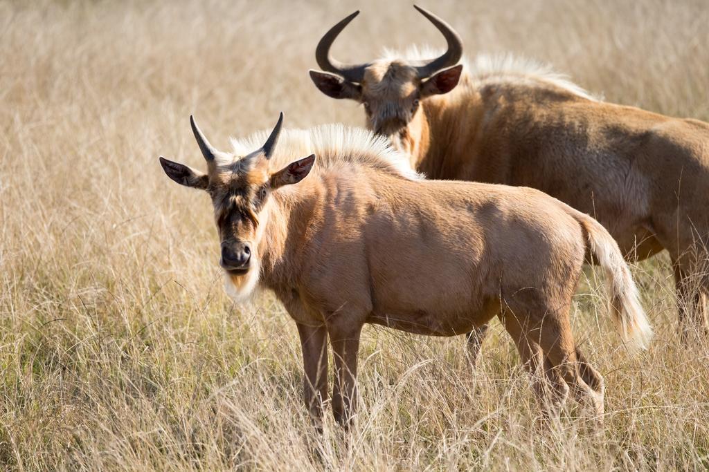 Plettenberg Bay Game Reserve: The Baroness Safari Lodge Εξωτερικό φωτογραφία