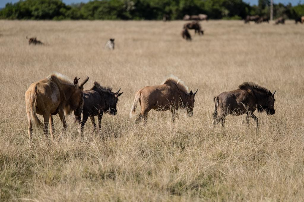 Plettenberg Bay Game Reserve: The Baroness Safari Lodge Εξωτερικό φωτογραφία