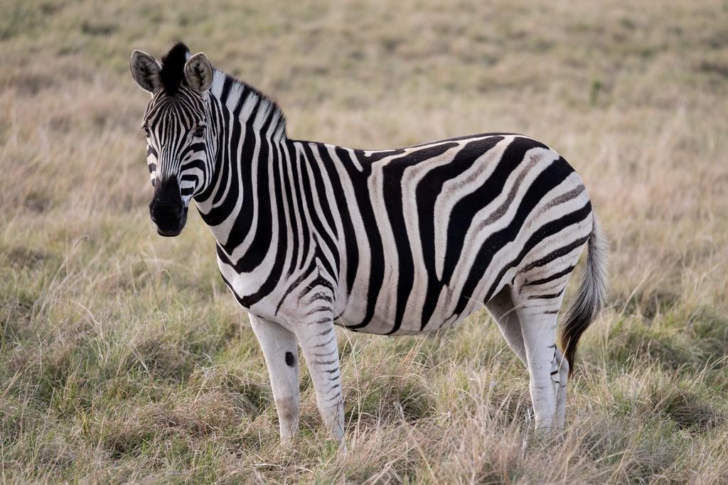 Plettenberg Bay Game Reserve: The Baroness Safari Lodge Εξωτερικό φωτογραφία
