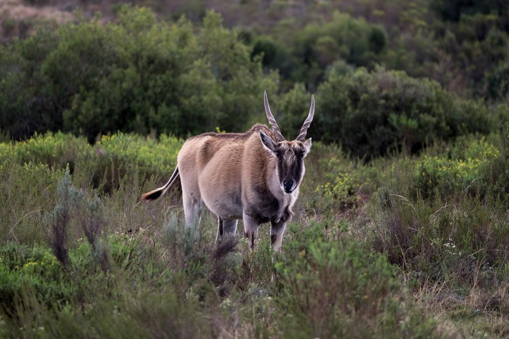 Plettenberg Bay Game Reserve: The Baroness Safari Lodge Εξωτερικό φωτογραφία