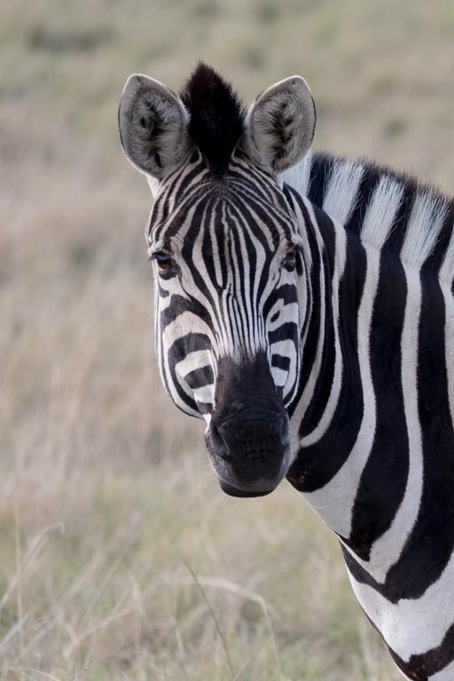 Plettenberg Bay Game Reserve: The Baroness Safari Lodge Εξωτερικό φωτογραφία