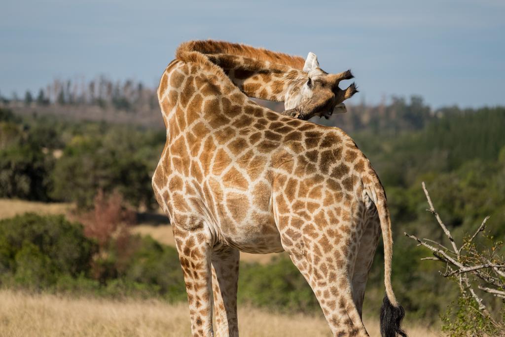 Plettenberg Bay Game Reserve: The Baroness Safari Lodge Εξωτερικό φωτογραφία