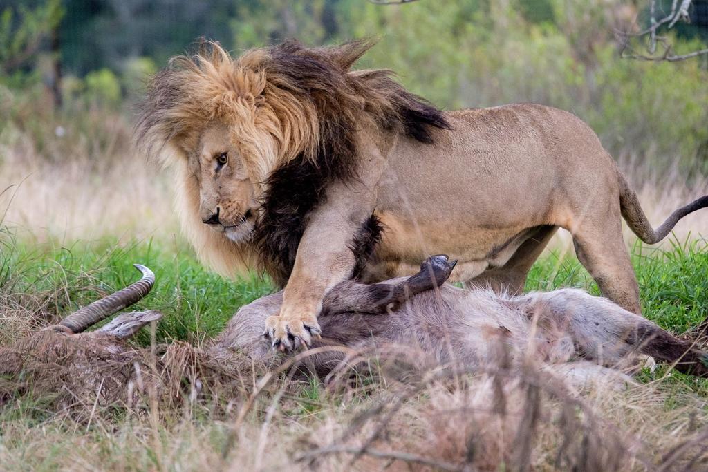 Plettenberg Bay Game Reserve: The Baroness Safari Lodge Εξωτερικό φωτογραφία