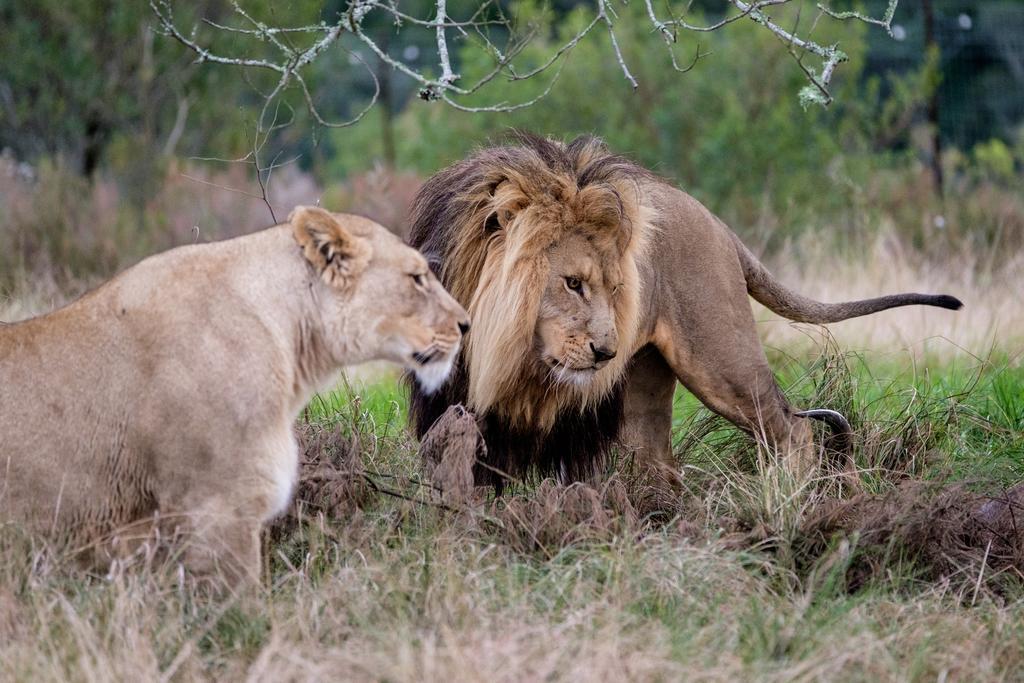 Plettenberg Bay Game Reserve: The Baroness Safari Lodge Εξωτερικό φωτογραφία