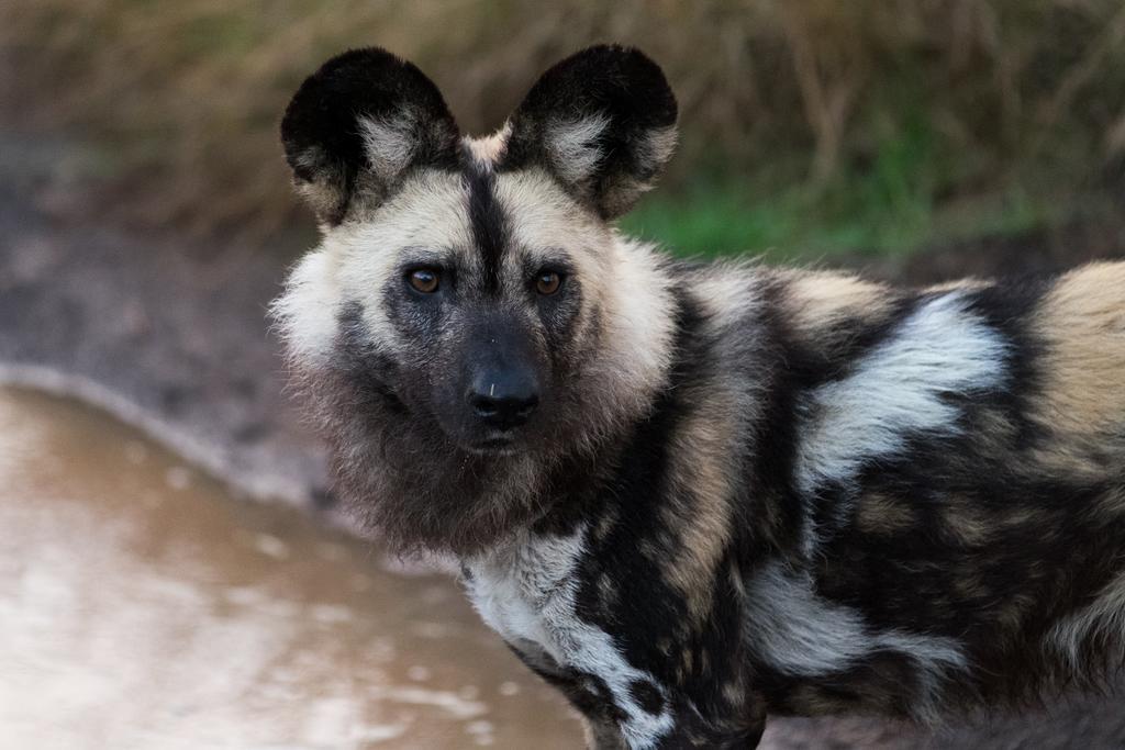 Plettenberg Bay Game Reserve: The Baroness Safari Lodge Εξωτερικό φωτογραφία