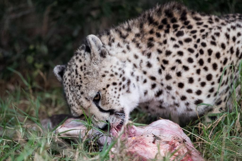 Plettenberg Bay Game Reserve: The Baroness Safari Lodge Εξωτερικό φωτογραφία