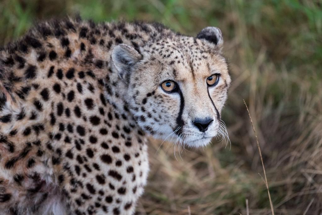 Plettenberg Bay Game Reserve: The Baroness Safari Lodge Εξωτερικό φωτογραφία