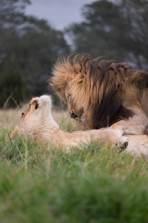 Plettenberg Bay Game Reserve: The Baroness Safari Lodge Εξωτερικό φωτογραφία