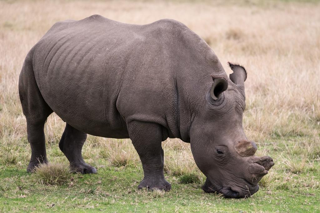 Plettenberg Bay Game Reserve: The Baroness Safari Lodge Εξωτερικό φωτογραφία